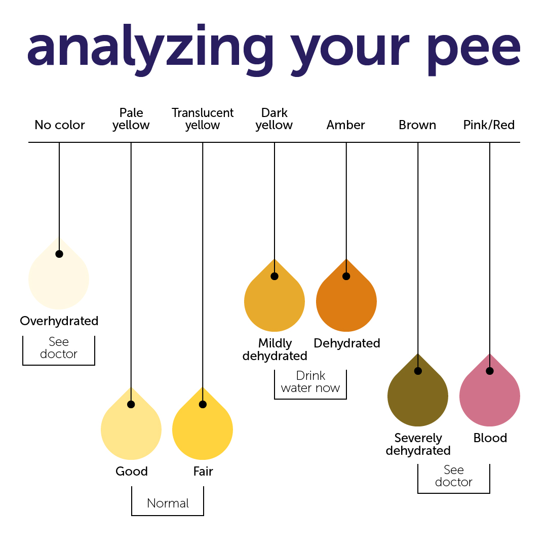Dilute Urine Color What Does Your Dogs Urine Color Mean
