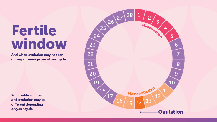 Um gráfico ilustrando a janela de fertilidade baseada na ovulação.