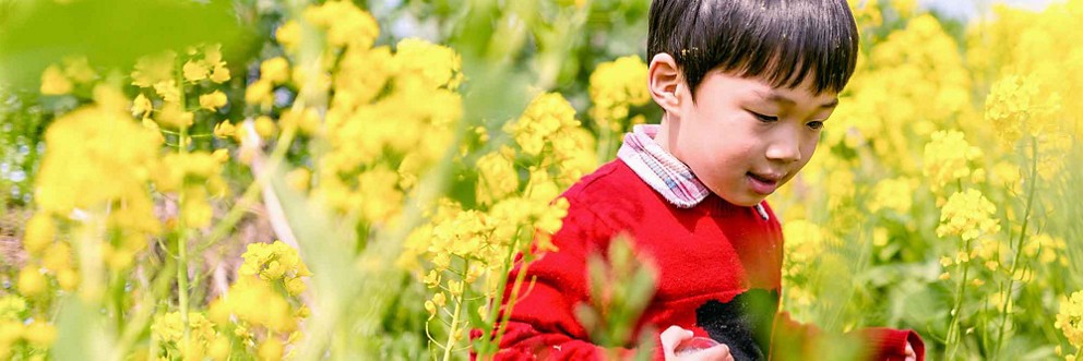 Small boy walking in a field of flowers