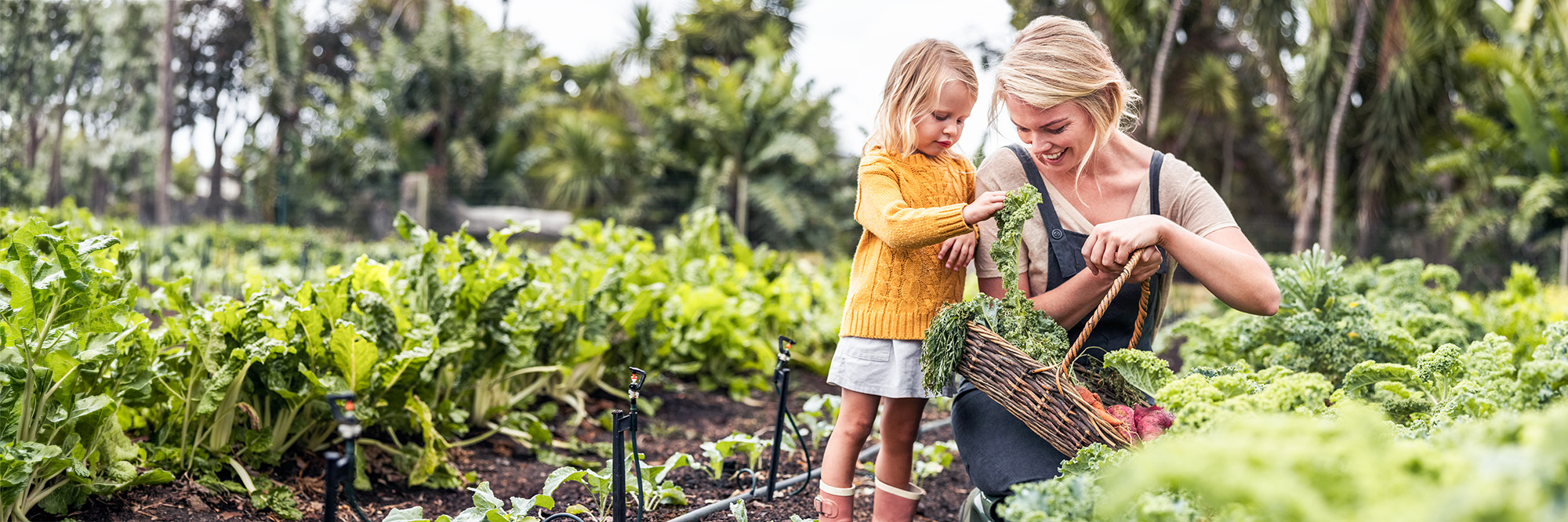 5 natural remedies to try for allergy symptom relief