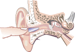Image: Hold the earplug in with your finger and fill the ear canal