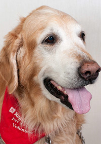 Volunteer therapy dog Jackson, a golden retriever, sits for a photo.