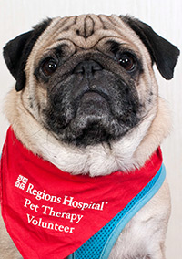 Volunteer therapy dog Rocco, a pug, sits for a photo.